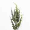 22IN Juniper Berry Spray
