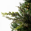 22IN Juniper Berry Spray