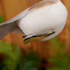 Blue Bird Clip