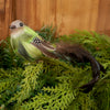 Green Natural Bird Clip Ornament