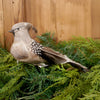 8Inch Natural Cardinal Clip