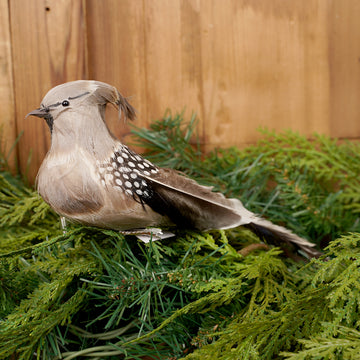 8Inch Natural Cardinal Clip