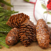 Box of Natural Pinecones