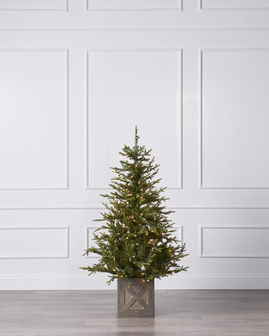 5FT Fieldstone Spruce in Pot