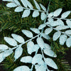 Ice Blue Locust Stem - Christmas Place