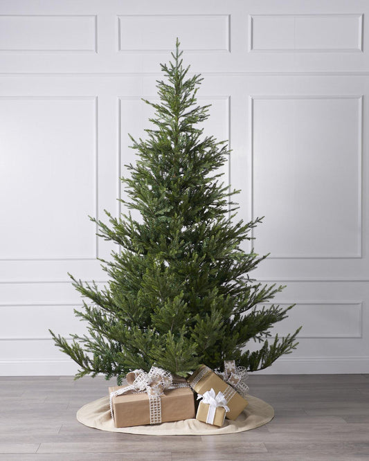 5ft Norway Spruce Tree