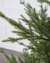 8ft Norway Spruce Tree