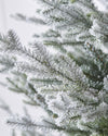 5ft Snowy Norway Spruce Tree