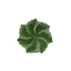 Green Holly Leaf Holiday Dinner Plate - Christmas Place