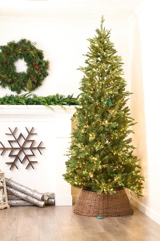 7.5ft Alberta Slim Spruce Color Changing