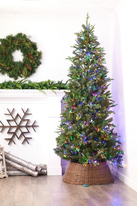 7.5ft Alberta Slim Spruce Color Changing