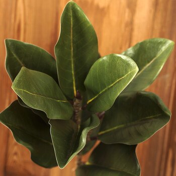 22.5In Green Magnolia Leaf Spray-1