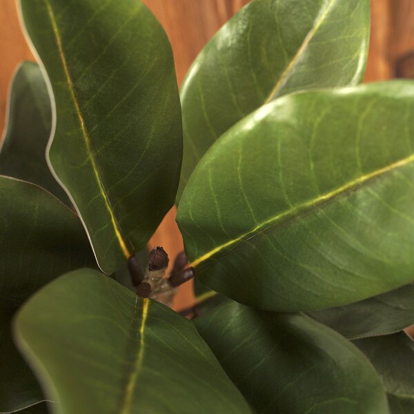 22.5In Green Magnolia Leaf Spray-2