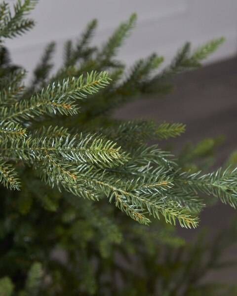 10ft Norway Spruce Tree-3