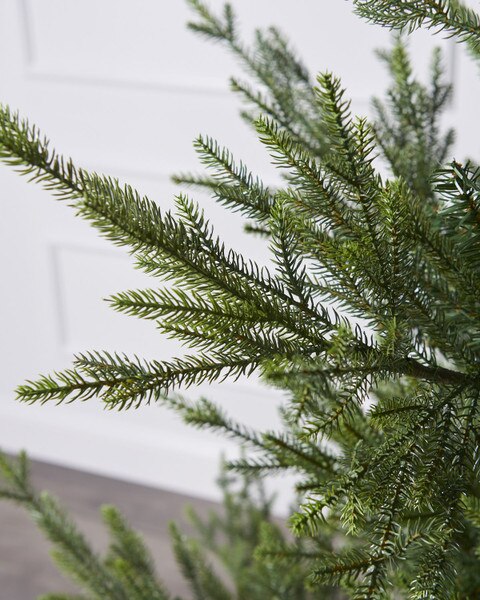 10ft Norway Spruce Tree-4