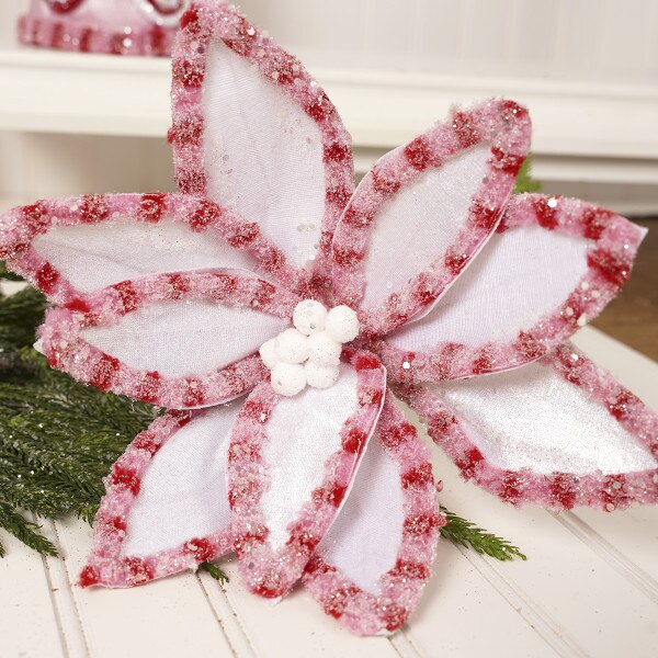 White Pink Candy Poinsettia