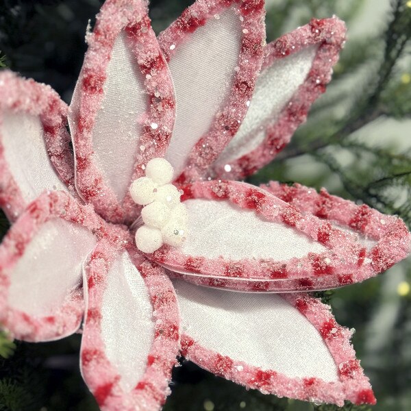 White Pink Candy Poinsettia2