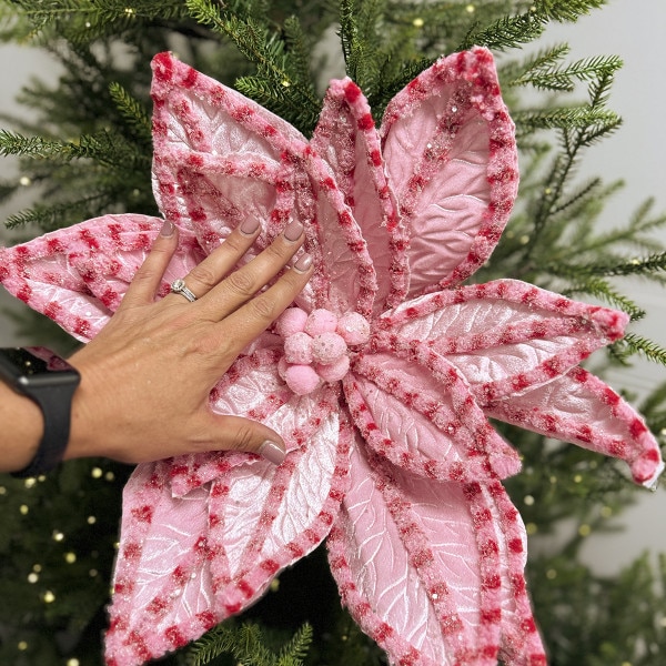 Pink Red Giant Poinsettia-2